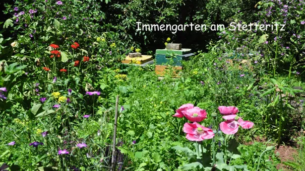 immengarten